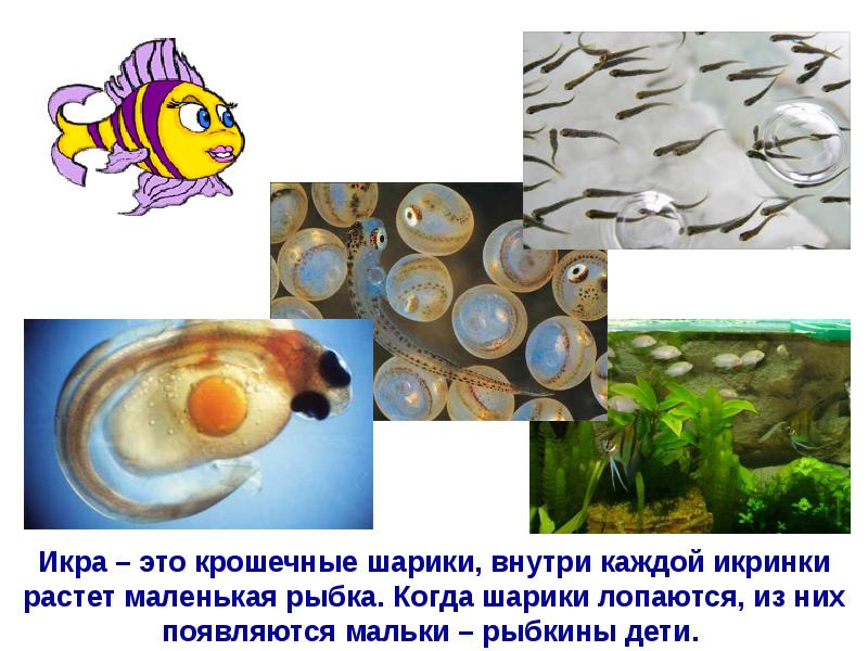 размножение рыб схема. кто появляется у рыб из икринок. у рыб из икринок появляются. презентация рыбы для дошкольников. икринка личинка малек взрослая рыба.
