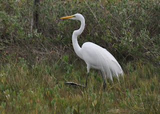 Great Egret Great Egret walking
