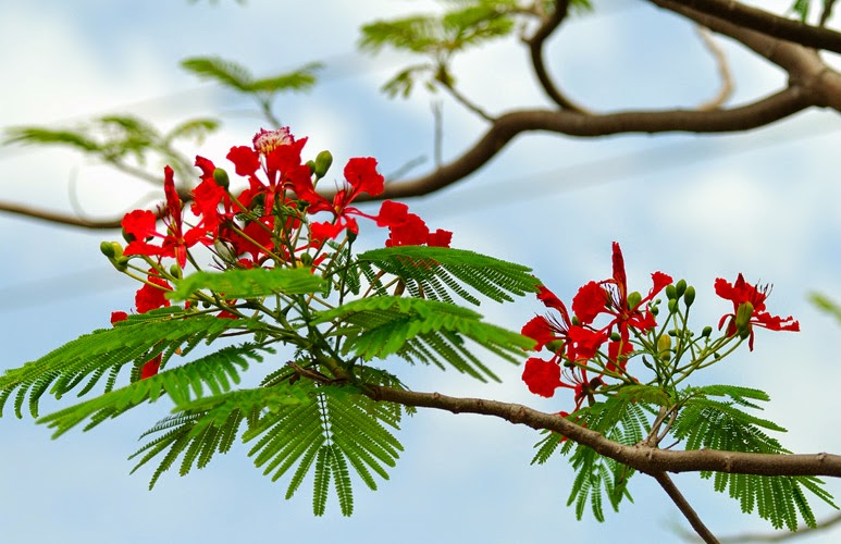 Top 17 Bài văn tả cây phượng và hoa phượng hay nhất  Toplistvn
