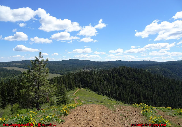 Bald Butte Hike in Mt Hood