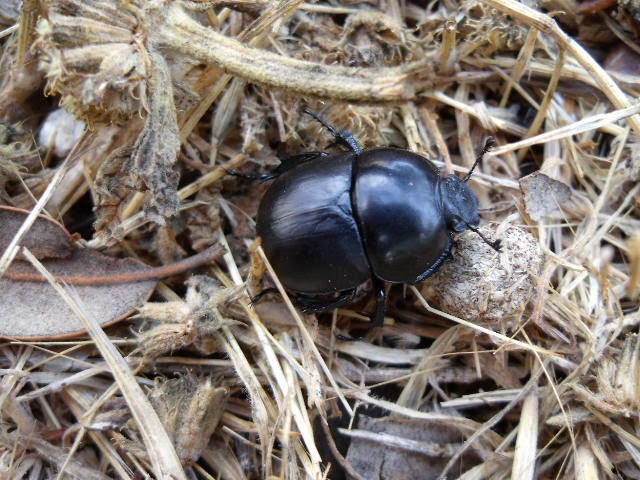 VILLENATURA Thorectes sp.