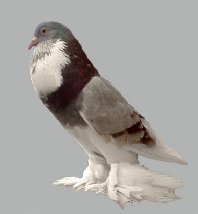 Jual Burung 2017