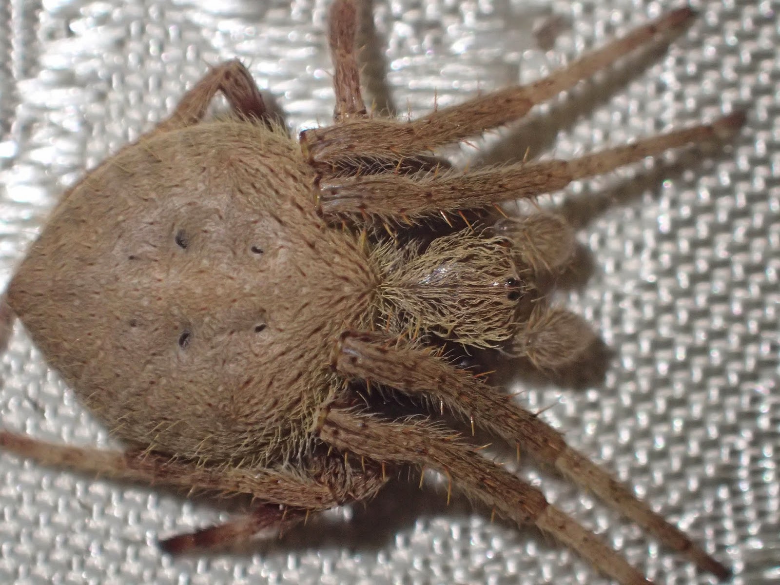 Bizarre Creature of the Day Creature 202 Eriophora