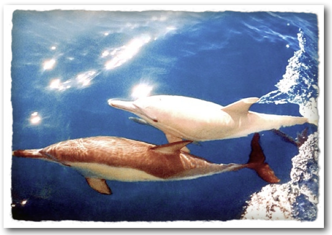 I Spy Animals: Dolphins of a Different Color