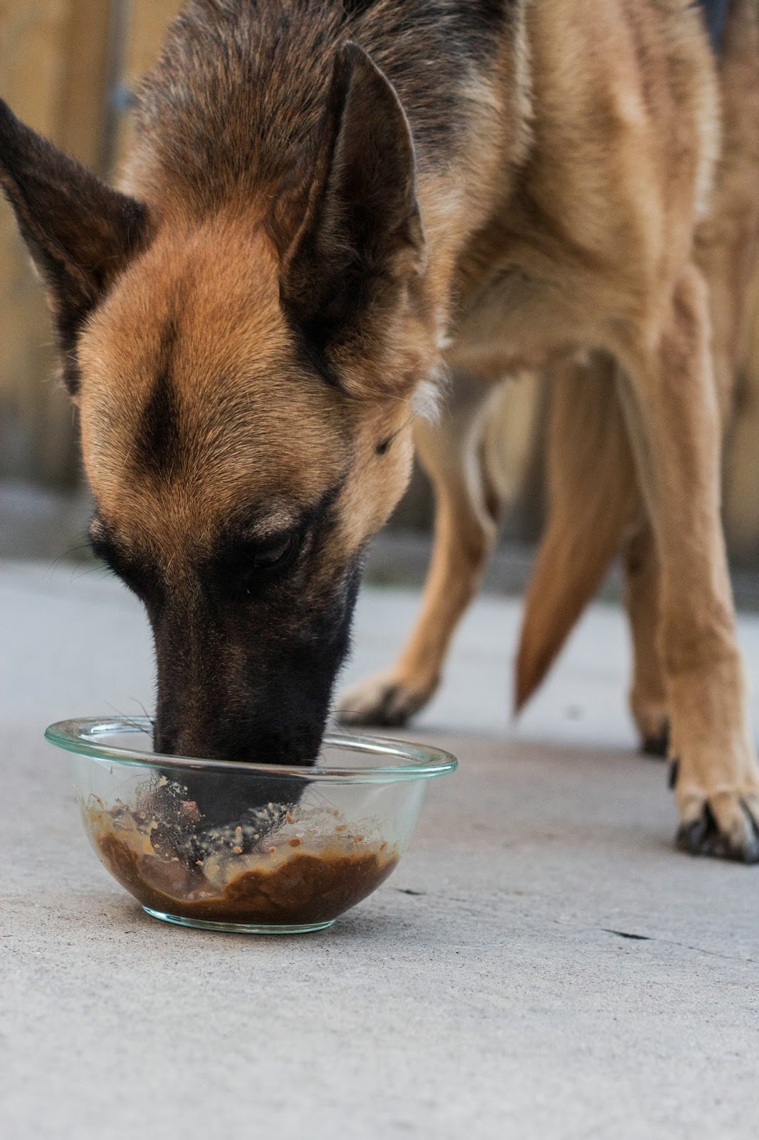 do it yourself divas ALPO® Dog Food Review