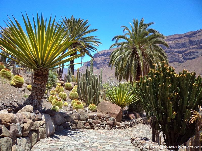 Rosa en Gran Canaria La Aldea de San Nicolás Cactualdea Rosa en Gran Canaria La Aldea de San Nicolás Cactualdea