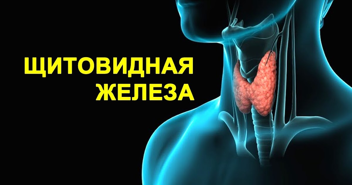 Эндокринная система вилочковая железа. Доктор. Анализы щитовидной железы. Эндокринолог щитовидная железа отзывы. Эндокринолог щитовидка.