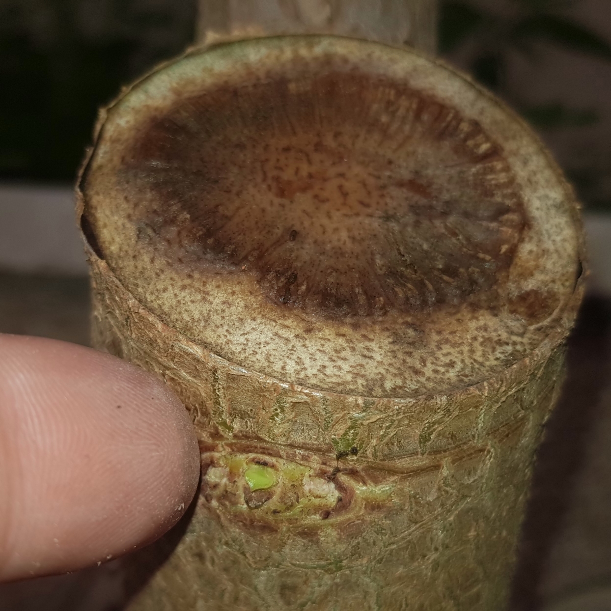 Pseudo bonsai (crassula ovata) 20200325_093437