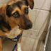 Heartbroken Beagle dumped at shelter to go on vacation but family taking new dog!