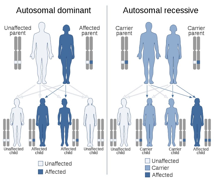 Transmission  Patterns of Inheritance