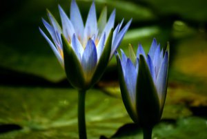 schieten de studie Collega Gevaarlijke Planten: Blauwe Lotus