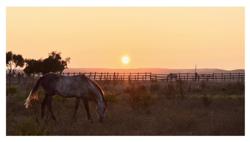 Cortijo El Indiviso, ranch, volunteer project, food and accommodation, Cadiz, Spain