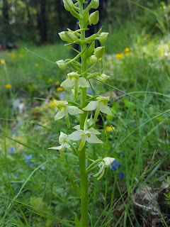 Platanthera chlorantha (platantera de muntanya). Fotografia de Conxa Puxan Platanthera chlorantha (platantera de muntanya). Fotografia de Conxa Puxan