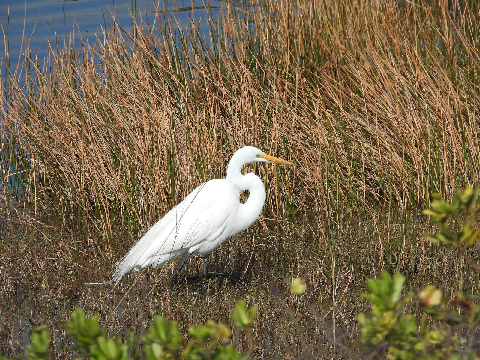Bird & Travel Photos, Birding Sites, Bird Information GREAT EGRET