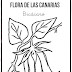 Flora de Canarias para colorear  