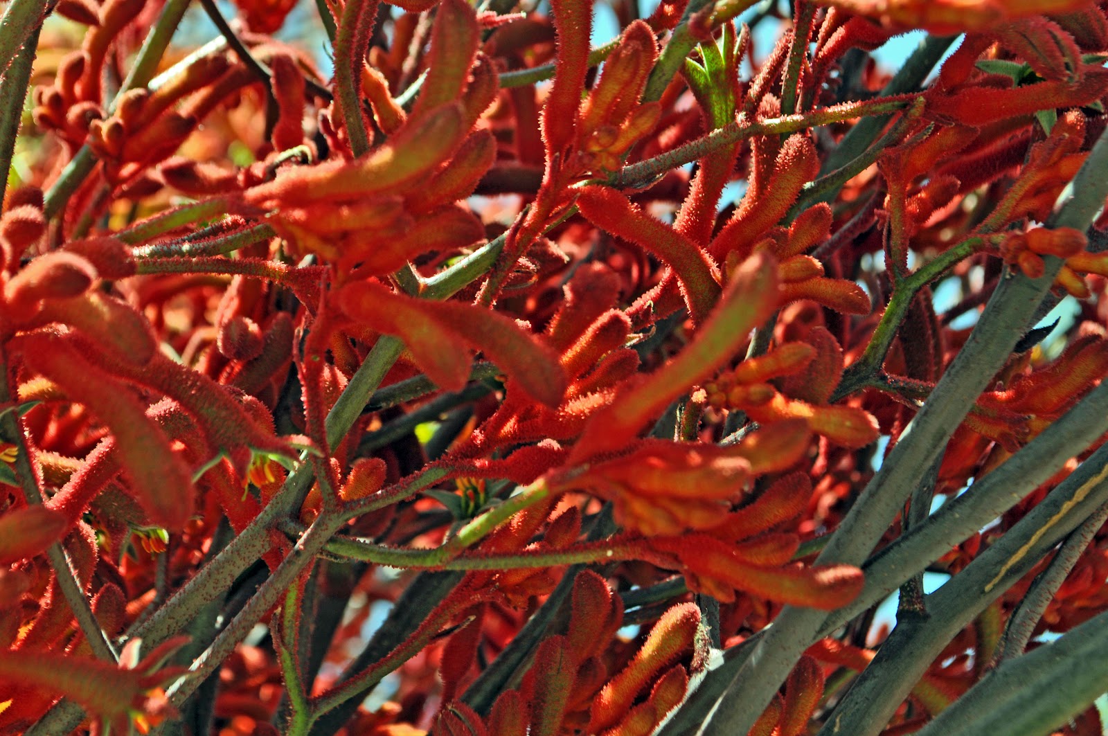 A Passion for Flowers Five Great Reasons to Grow Kangaroo Paw