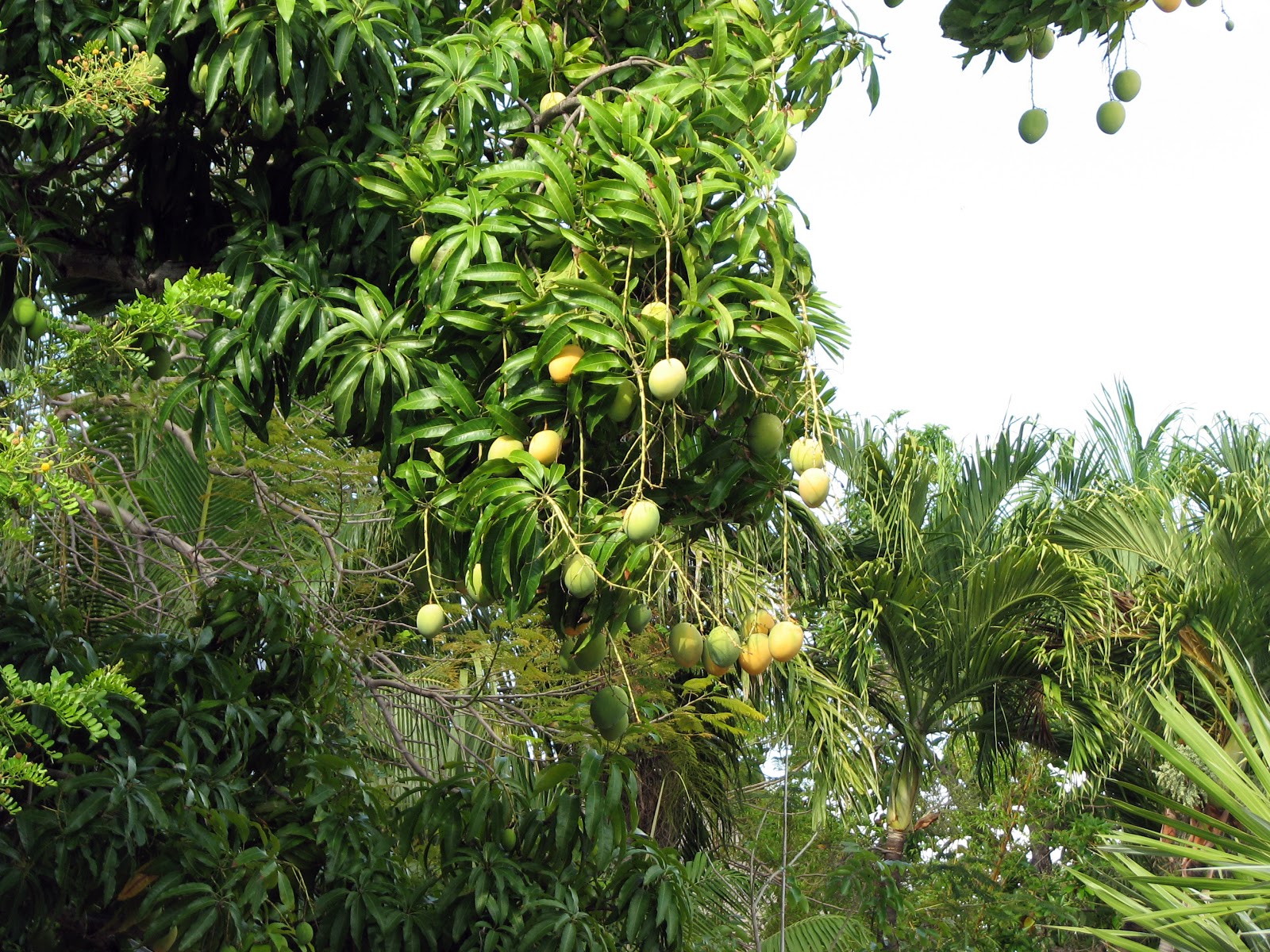 key west the blog! the mango tango