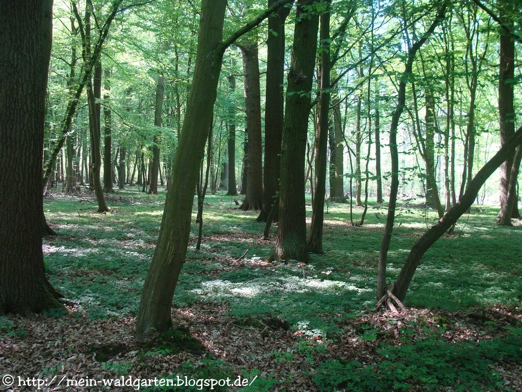 © Mein Waldgarten Warum Bodendecker pflanzen?