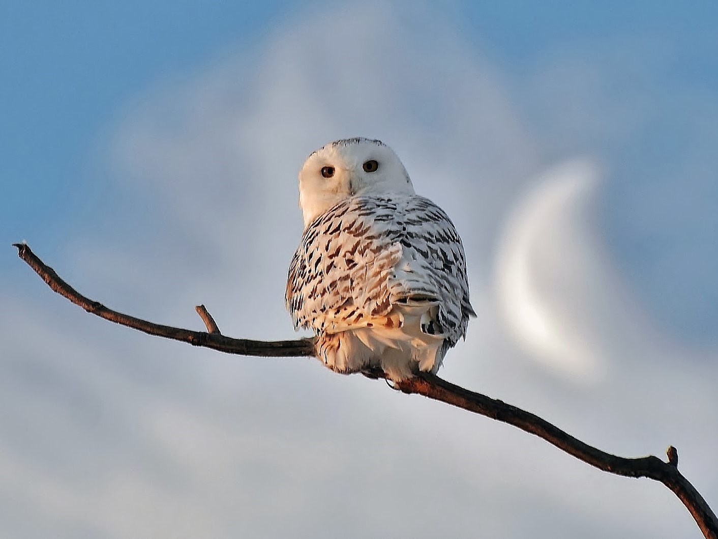 4. "Cute Snowy Owl Nail Design" - wide 10