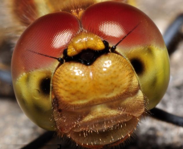 Macro Photography of Insects Eyes Seen On www.coolpicturegallery.us