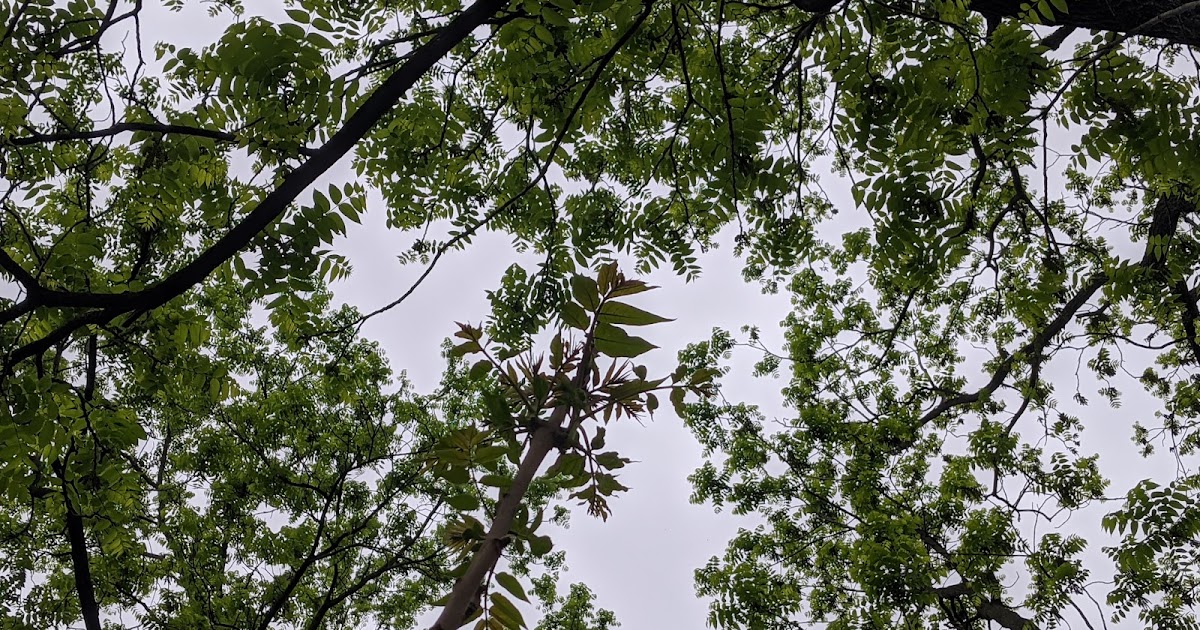 Walnut vs Tree of Heaven vs. Sumac Backyard Identification June 2020