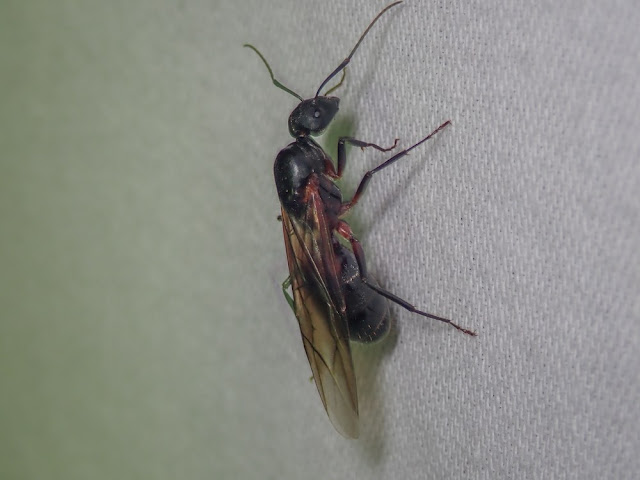 Camponotus cruentatus Camponotus cruentatus