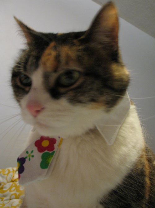 20 Adorable cats wearing ties Amazing Creatures