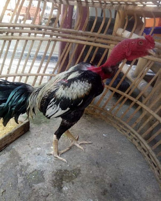 Foto Ayam saigon