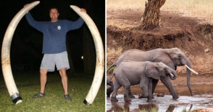 Um dos caçadores mais famosos do mundo é esmagado por elefante e não resiste