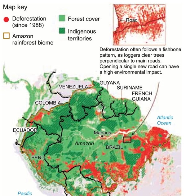 UNESP 2021: In the excerpt “Deforestation often follows a fishbone ...