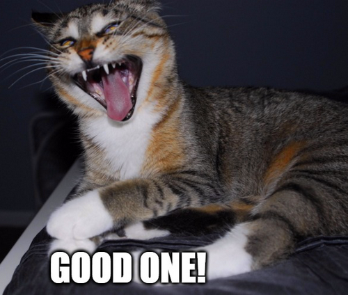 Funny+cat+laughing+%25E2%2580%25A2+GOOD+