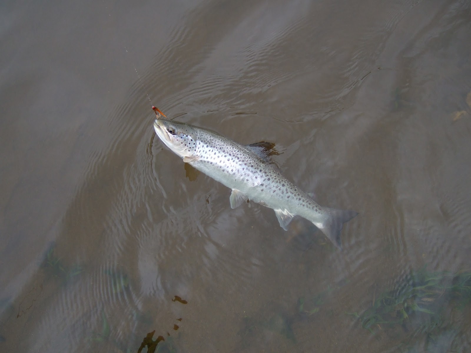 Dee & Don Salmon Fishing April 2012