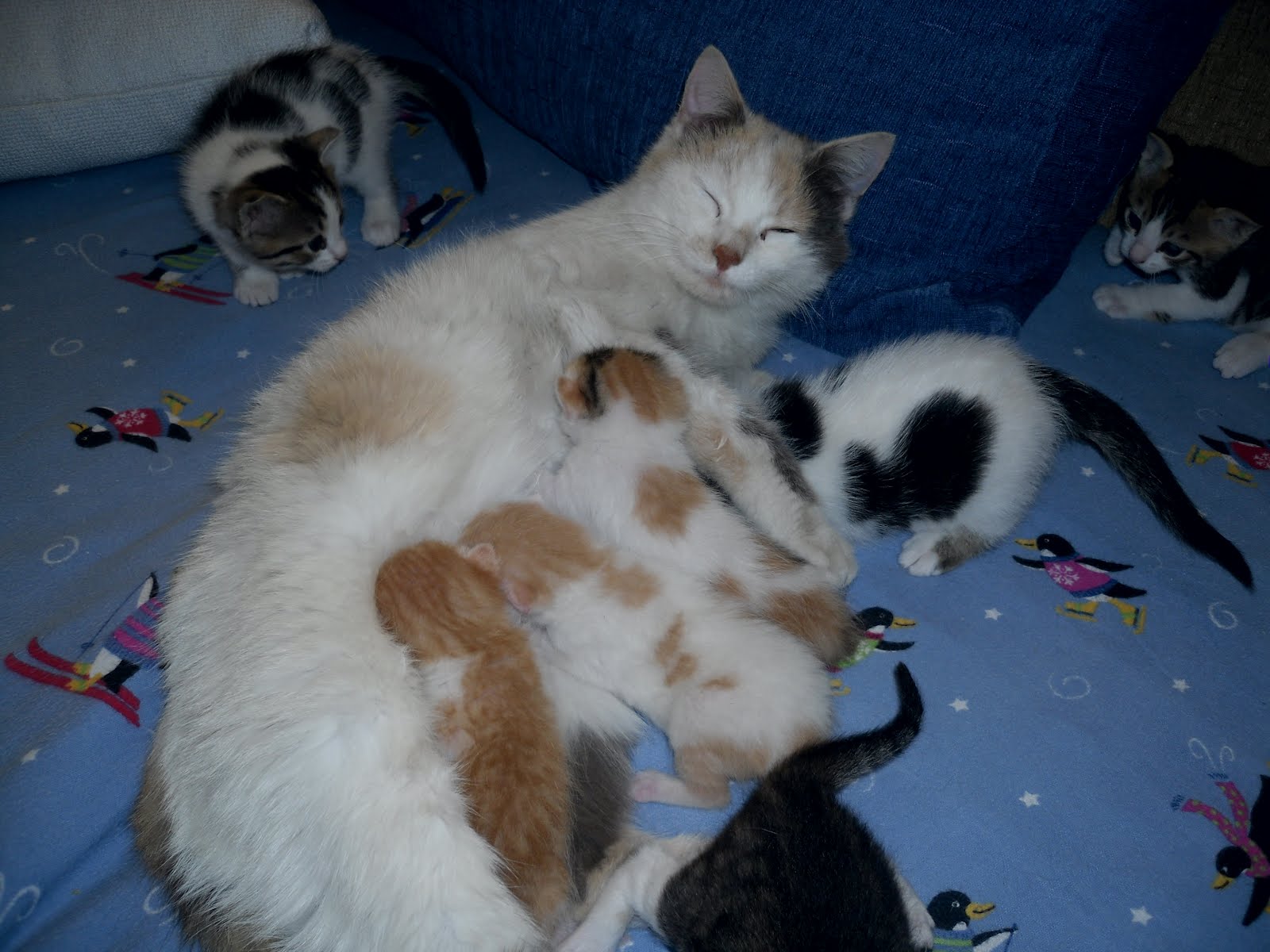 Sokak Hayvanları Yavrular sokağa gitmesin