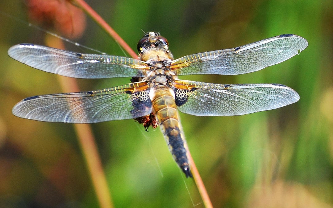 Fylde Amphibian & Reptile Group: Pond life - it's not all about amphibians.
