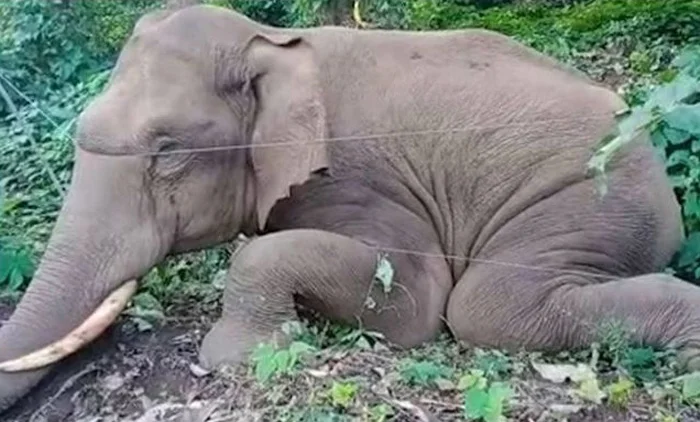 Thrissur, News, Kerala, Wild Elephants, Enquiry, forest, Wild elephant found dead in Thrissur forest