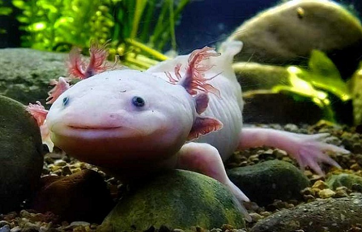 Apa Sih Axolotl Itu Belajar Sampai Mati