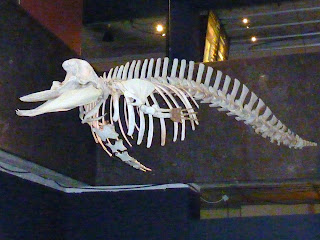 Cuvier gagalı balinası iskeleti