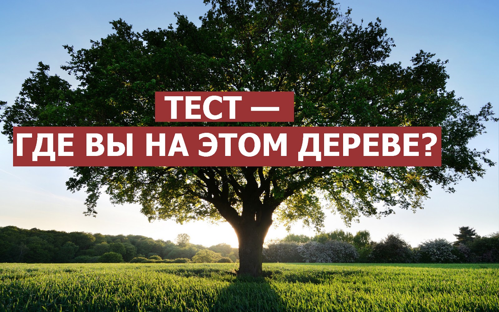 смешные тесты. методика волшебная страна чувств стимульный материал. тест где жить. зинкевич-евстигнеева)». как живут животные? тест.