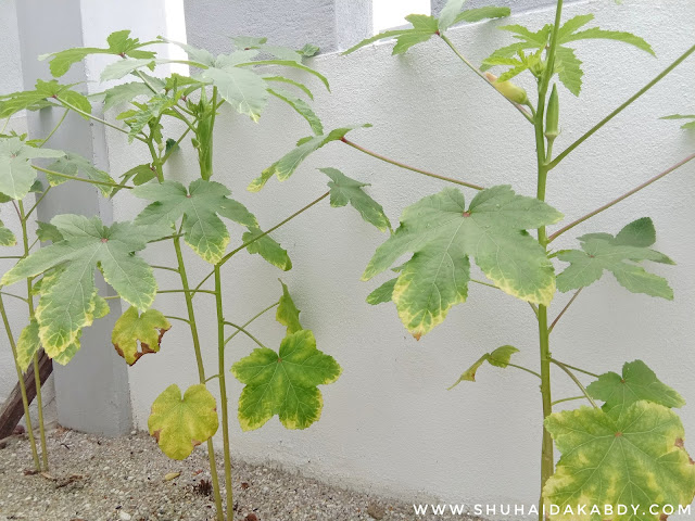Kebun Mini Kami Kebun Mini Kami