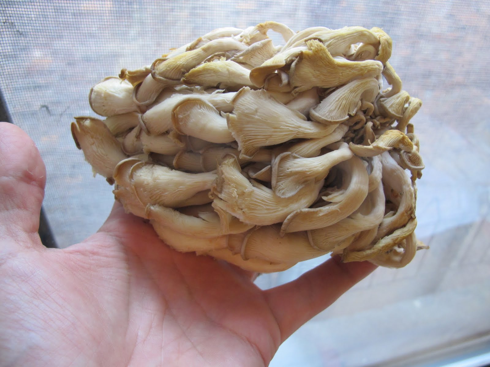 Fungi Ideas Thai Oyster Mushrooms and Eggplant