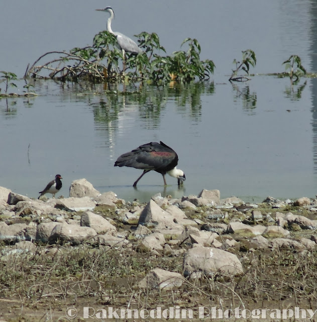 Migrated bird watching at Bhigwan kumbargaon - Simply amazing experience