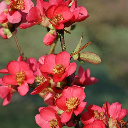 Pink Japanese Flowering Quince