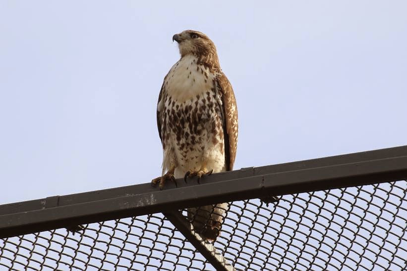 Michigan Exposures: A Red Tailed Hawk in the Arboretum