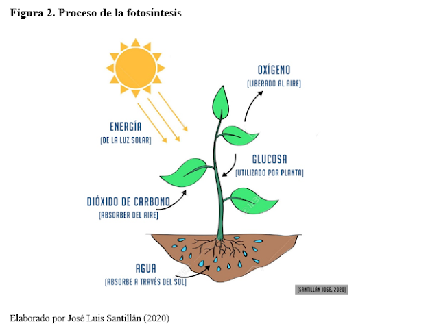 La fotosíntesis para que sirve