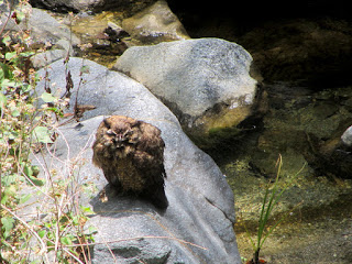Owl on Fish Canyon Trail, Angeles National Forest