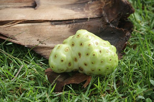 5 Manfaat Buah Mengkudu yang Diremehkan Karena Baunya Menyengat 5 Manfaat Buah Mengkudu yang Diremehkan Karena Baunya Menyengat