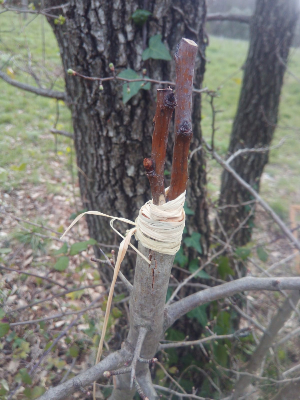Ma Terre De Bruyere Plantations De La Haie Plein Sud