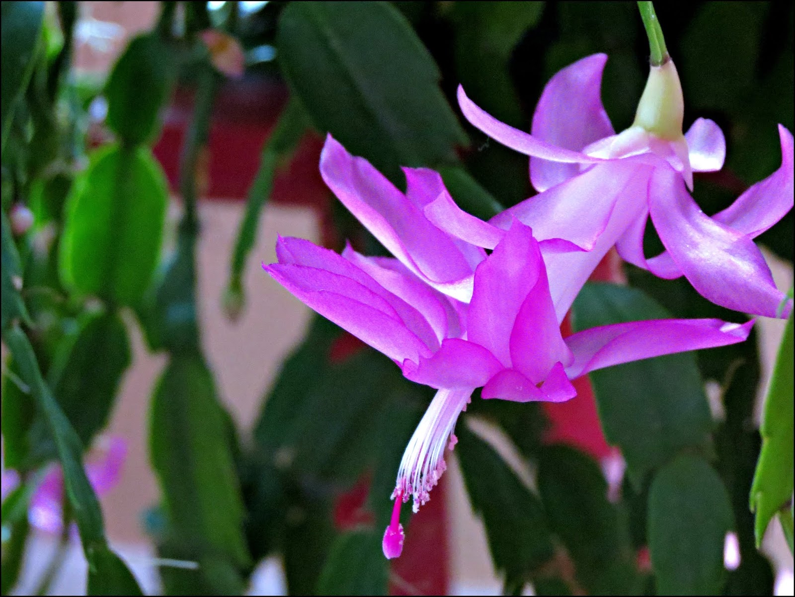 Through Carol's Lens Hot Pink Christmas Cactus