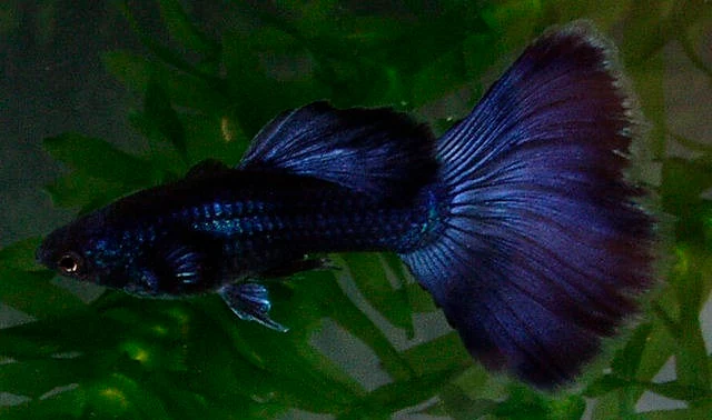 Ikan Guppy Blue Moscow - Cara Budidaya Ikan Guppy