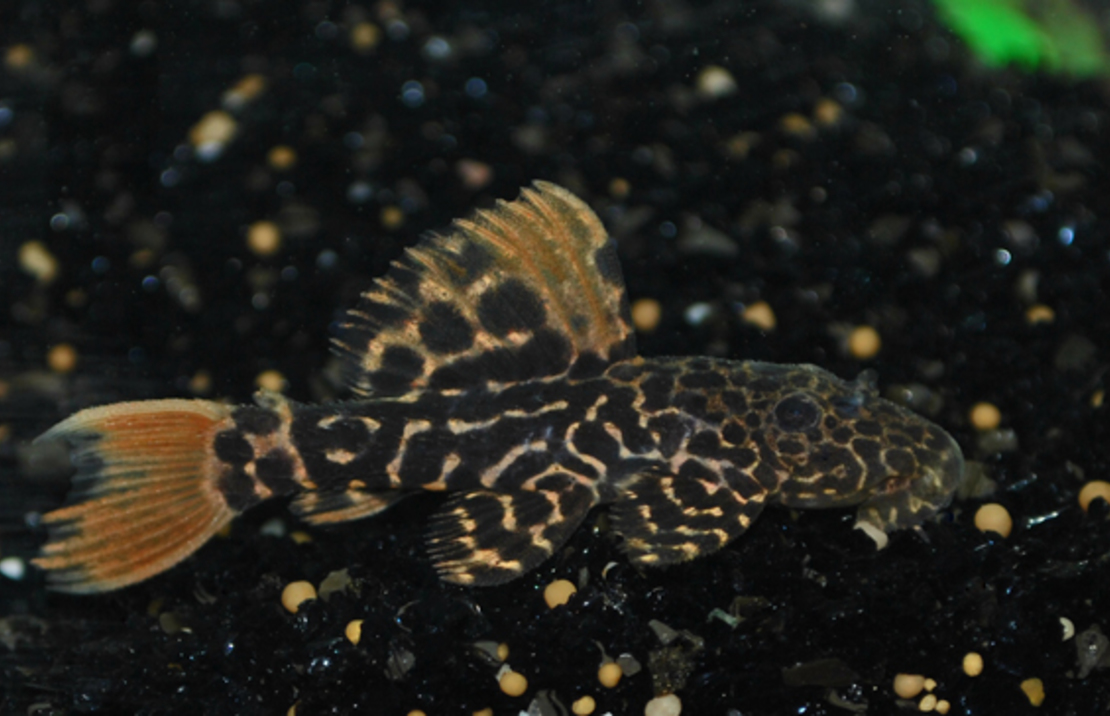 Jenis Ikan SapuSapu Hias Atau Pleco Beserta Harganya Ikanesia.id jpg (1110x716)